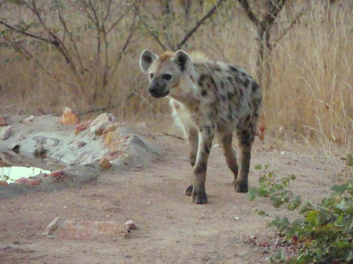 Bushvilla Umoja Kruger Phalaborwa Dış mekan fotoğraf