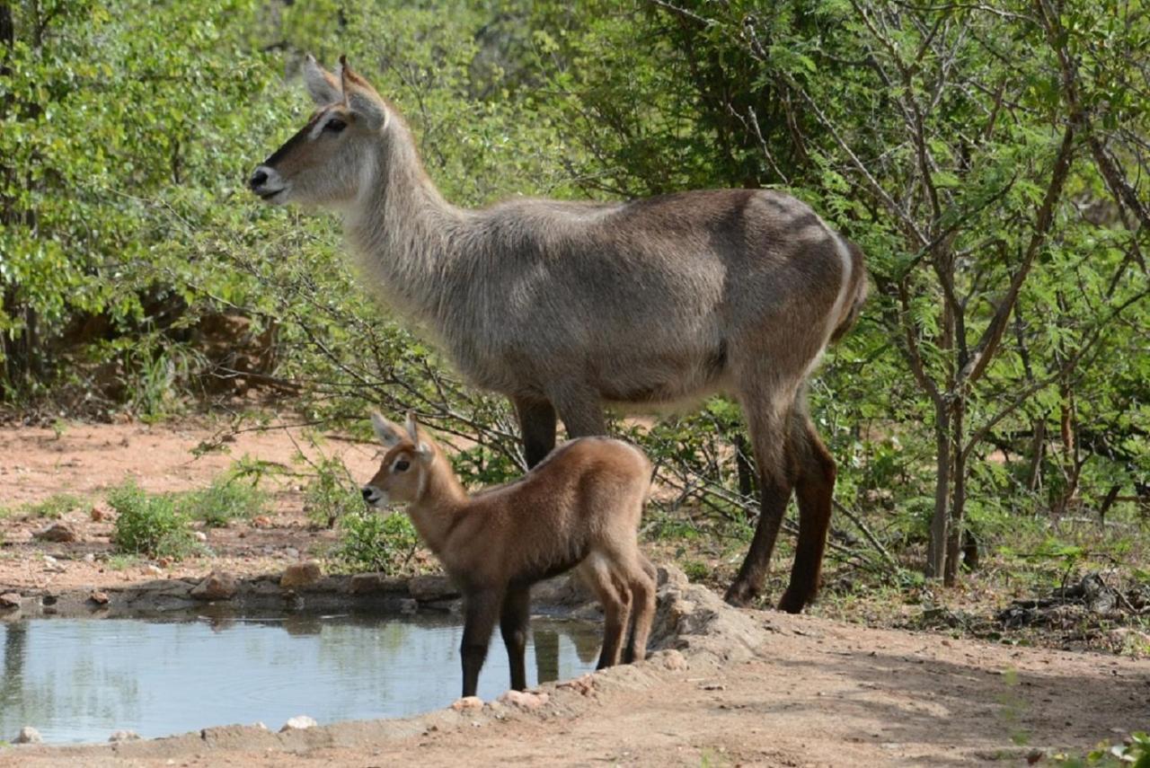 Bushvilla Umoja Kruger Phalaborwa Dış mekan fotoğraf