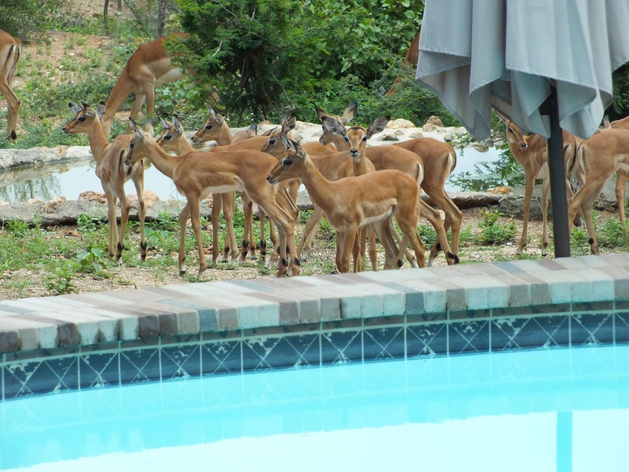 Bushvilla Umoja Kruger Phalaborwa Dış mekan fotoğraf