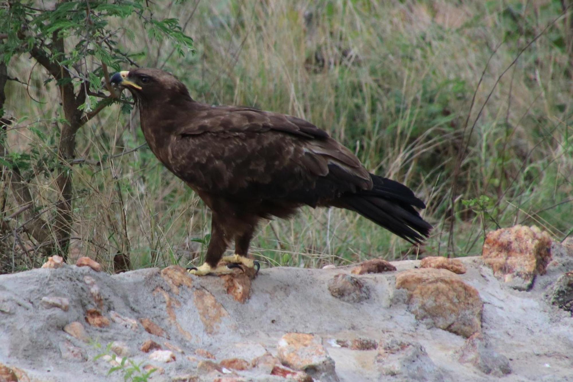 Bushvilla Umoja Kruger Phalaborwa Dış mekan fotoğraf